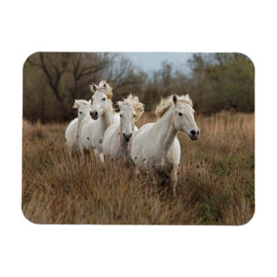 Imán Caballos Camargue corriendo