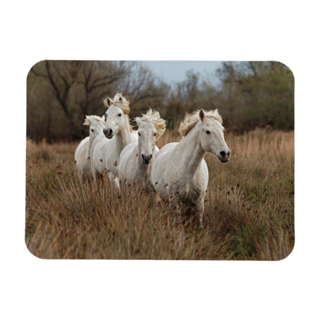 Imán Caballos Camargue corriendo (Horizontal)