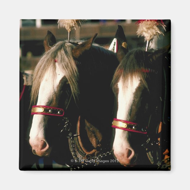 Imán Caballos con patas (Frente)