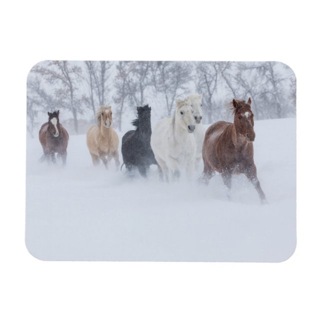 Imán Caballos corriendo a través de la nieve (Horizontal)