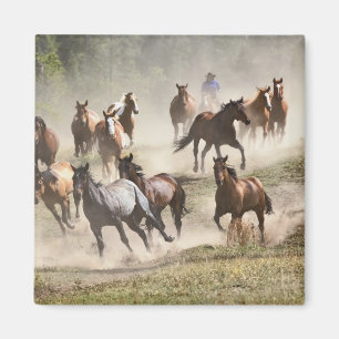 Imán Caballos corriendo durante la rodeo, Montana