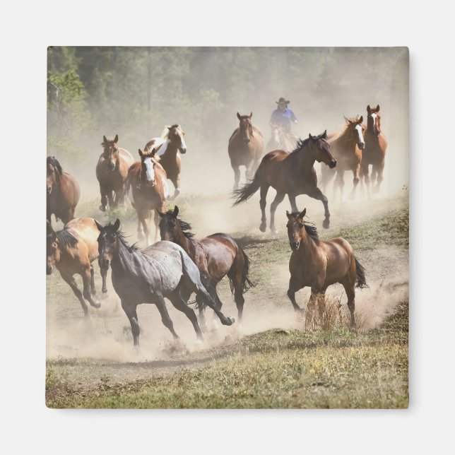 Imán Caballos corriendo durante la rodeo, Montana (Frente)