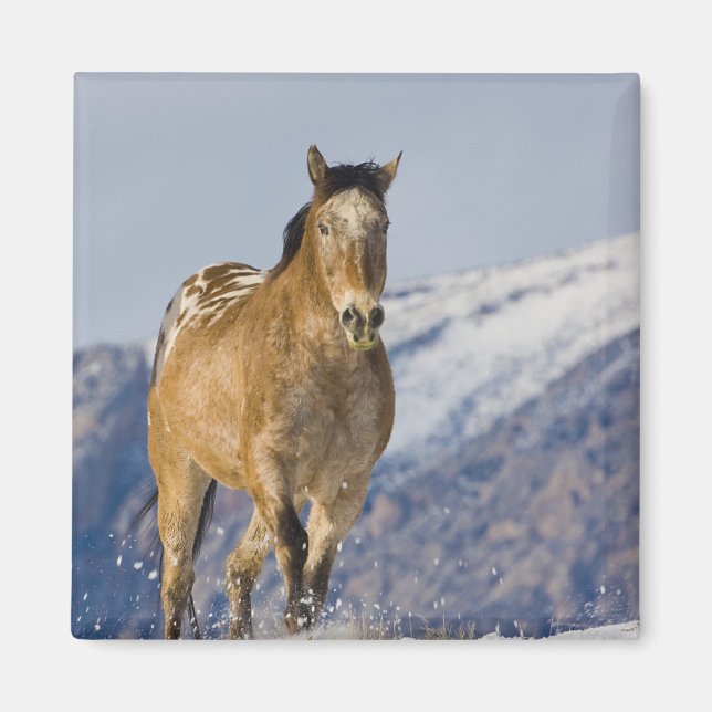 Imán Caballos corriendo en nieve (Frente)