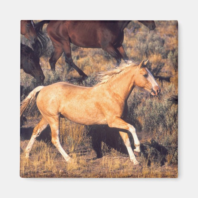 Imán Caballos corriendo en un rancho Ponderosa (Frente)