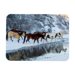 Imán Caballos cruzando el arroyo