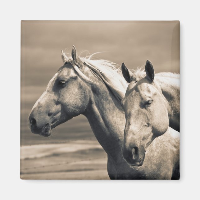 Imán Caballos Cuarto de Milla en la Pradera Canadiense (Frente)