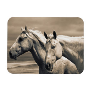 Imán Caballos Cuarto de Milla en la Pradera Canadiense