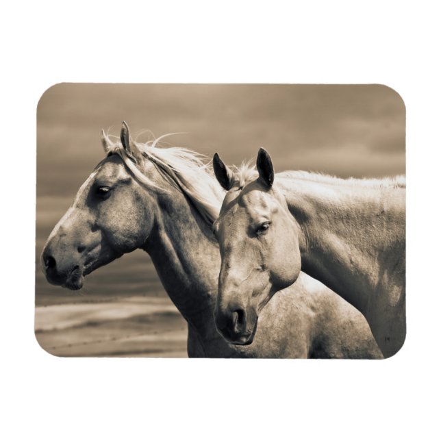 Imán Caballos Cuarto de Milla en la Pradera Canadiense (Horizontal)
