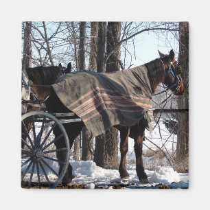 Imán Caballos de Amish que esperan en invierno