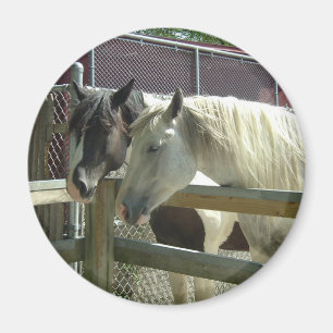 Imán Caballos de bonito