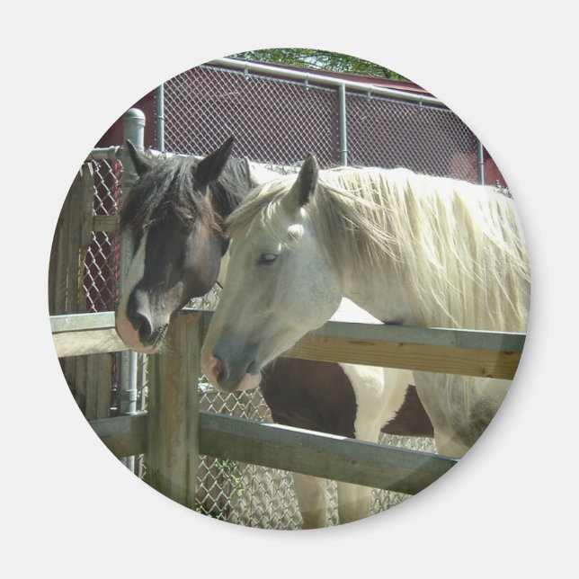 Imán Caballos de bonito (Frente)