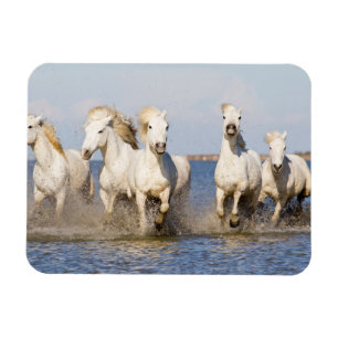 Imán Caballos de Camarga