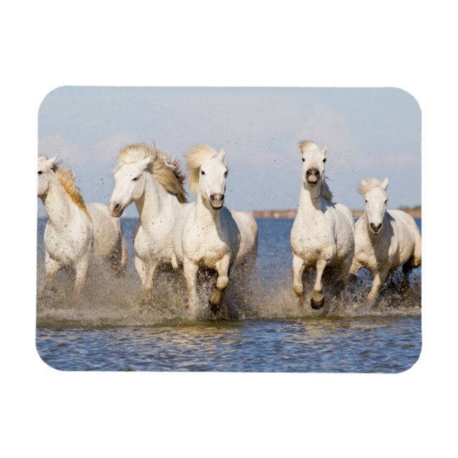 Imán Caballos de Camarga (Horizontal)