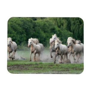Imán Caballos de Camarga corriendo en el agua