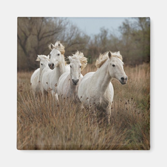 Imán Caballos de Camargue corriendo (Frente)
