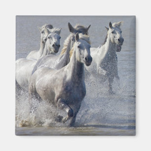 Imán Caballos de Camargue que corren en la región