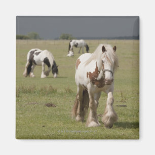 Imán Caballos de Clydesdale en un campo,