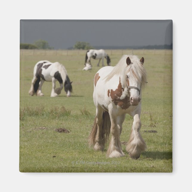 Imán Caballos de Clydesdale en un campo, Northumberland (Frente)
