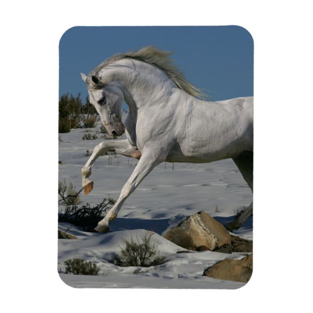 Imán Caballos de fantasía: Rey de nieve (Vertical)