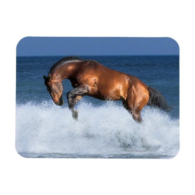 Imán Caballos de fantasía: Selle Francais y mar (Horizontal)