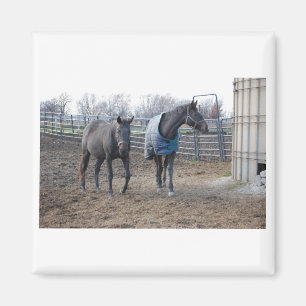 Imán Caballos de granjas de granero