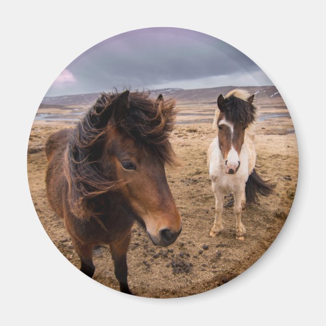 Imán Caballos de Islandia (Frente)