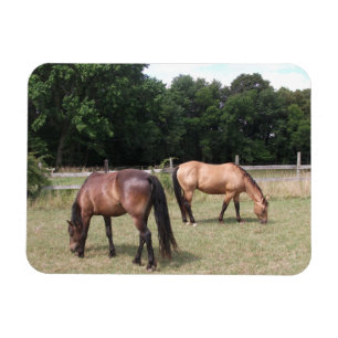 Imán Caballos de la bahía y los de las dunas revuelven 