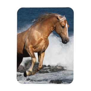 Imán Caballos de la fantasía: Chapoteo del verano