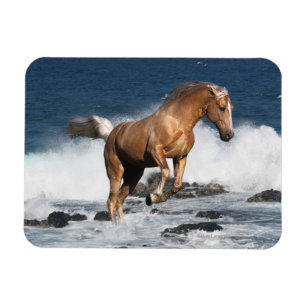 Imán Caballos de la fantasía: Chapoteo del verano
