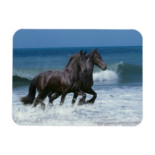 Imán Caballos de la fantasía: Frisios y mar