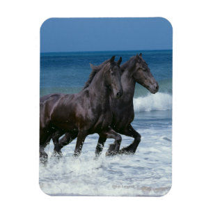 Imán Caballos de la fantasía: Frisios y mar