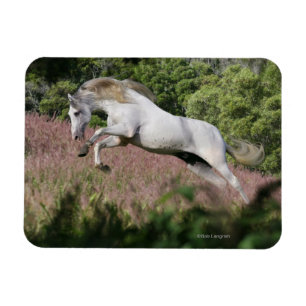 Imán Caballos de la fantasía: Galope de la primavera