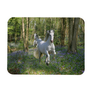 Imán Caballos de la fantasía: Madera del Bluebell