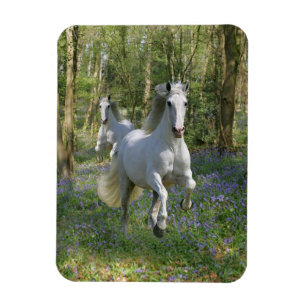 Imán Caballos de la fantasía: Madera del Bluebell