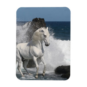 Imán Caballos de la fantasía: Mares meridionales