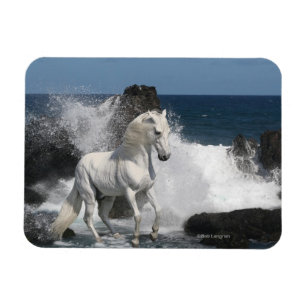 Imán Caballos de la fantasía: Mares meridionales