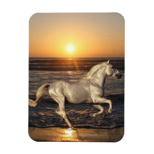 Imán Caballos de la fantasía: Puesta del sol