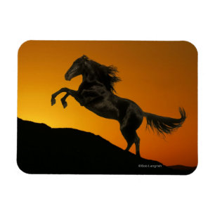 Imán Caballos de la fantasía: Puesta del sol de la