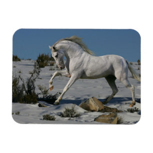Imán Caballos de la fantasía: Rey de la nieve