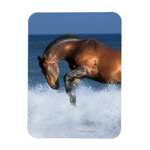Imán Caballos de la fantasía: Selle Francais y mar