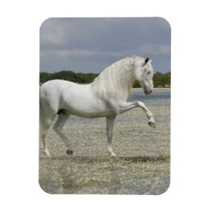 Imán Caballos de la fantasía: Señor del lago