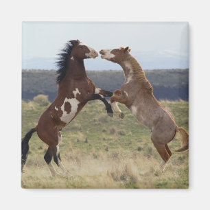 Imán Caballos de pelea, Montañas Steens, Oregon