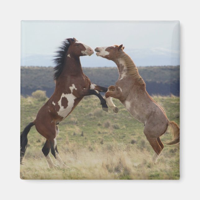 Imán Caballos de pelea, Montañas Steens, Oregon (Frente)