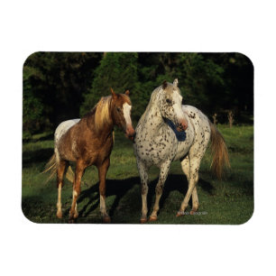 Imán Caballos del Appaloosa