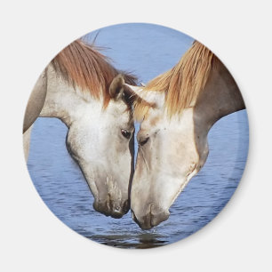 IMÁN CABALLOS EN AMOR