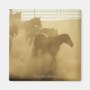 Imán Caballos en corral