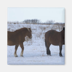 Imán Caballos en el cabo Kiritappu, prefectura de