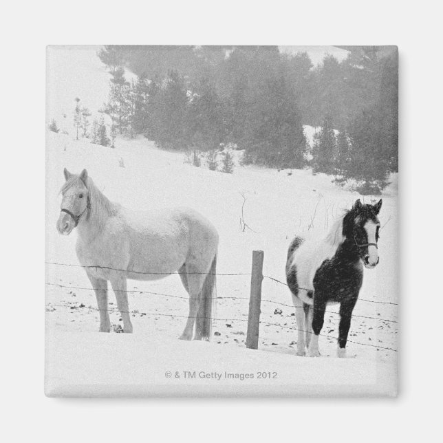 Imán Caballos en el rancho (Frente)