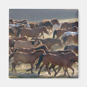 Imán Caballos en el rancho, Mongolia interior, China
