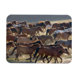 Imán Caballos en el rancho, Mongolia interior, China